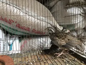 টার্কি , বব কোয়েল এন্ড হাসর বেবি এসি