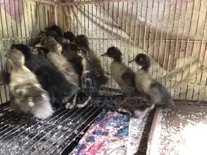 টার্কি , বব কোয়েল এন্ড হাসর বেবি এসি
