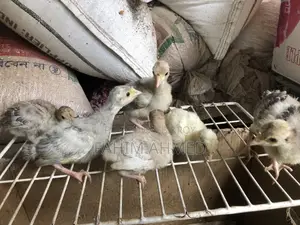 টার্কি , বব কোয়েল এন্ড হাসর বেবি এসি