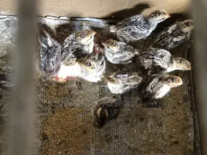 টার্কি , বব কোয়েল এন্ড হাসর বেবি এসি