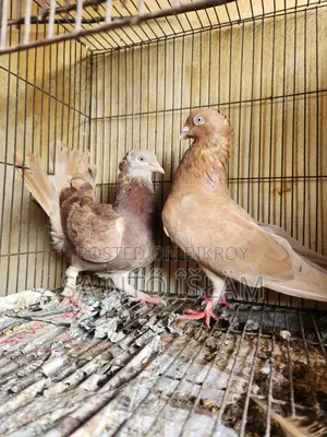 Pigeons with Loft