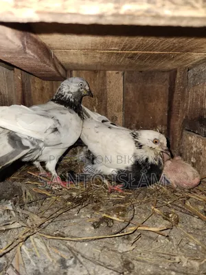 Pigeons with Loft
