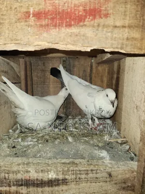 Pigeons with Loft