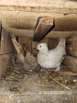 Pigeons with Loft
