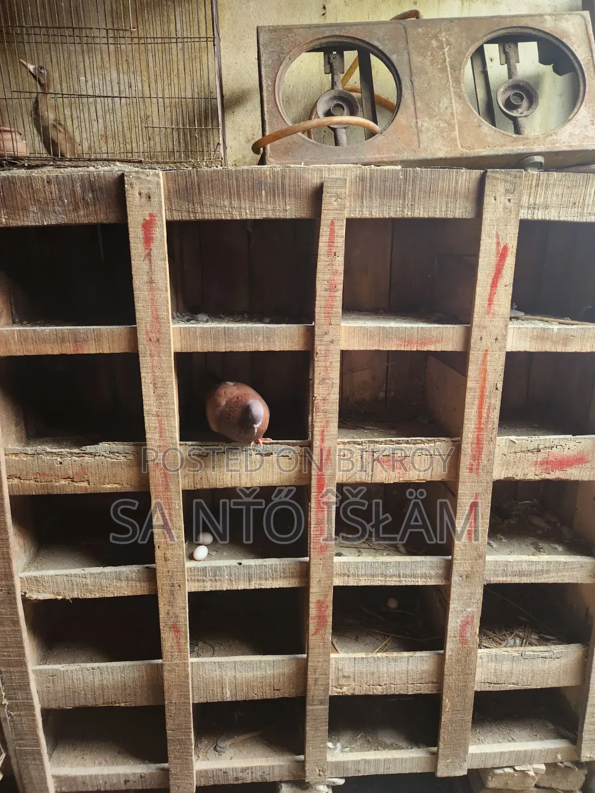 Pigeons with Loft