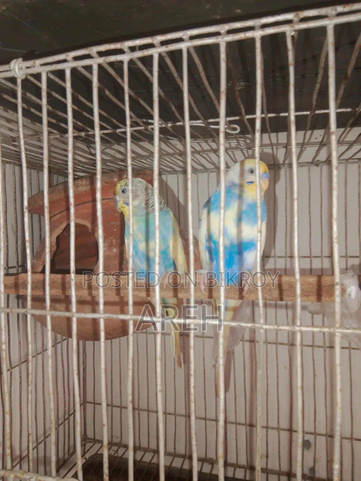 Budgerigar Bird