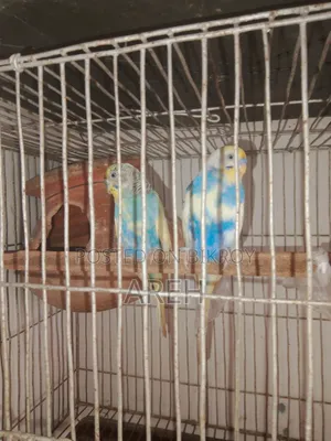 Budgerigar Bird
