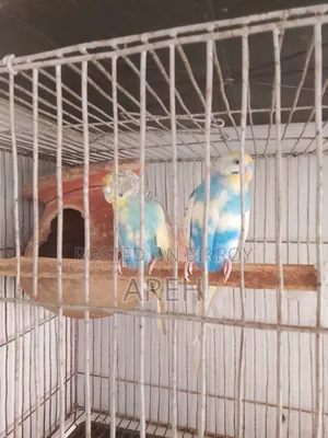 Budgerigar Bird