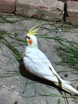 Cockatiel Female Bird