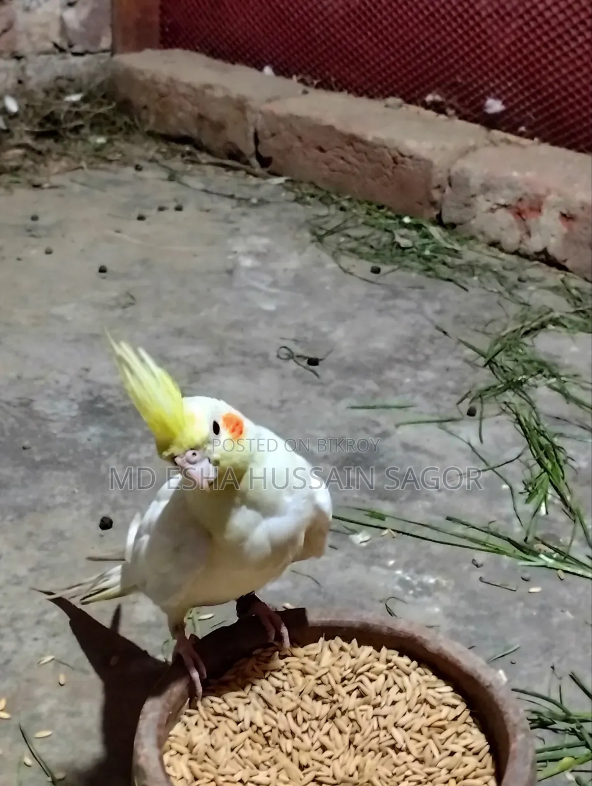 Cockatiel Female Bird