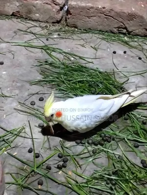 Cockatiel Female Bird