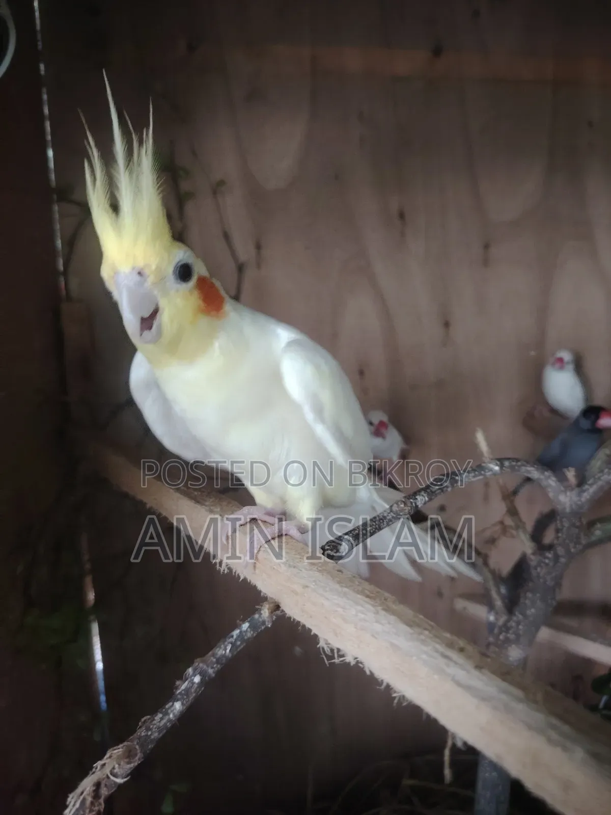 Cockatiel Running Pair