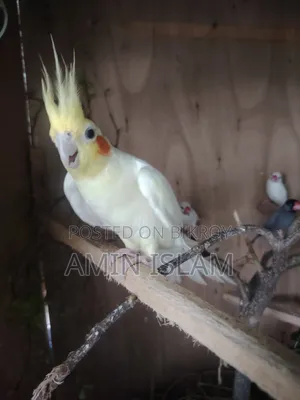 Cockatiel Running Pair