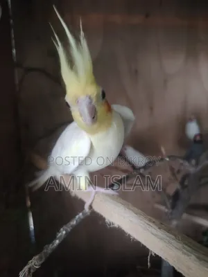 Cockatiel Running Pair