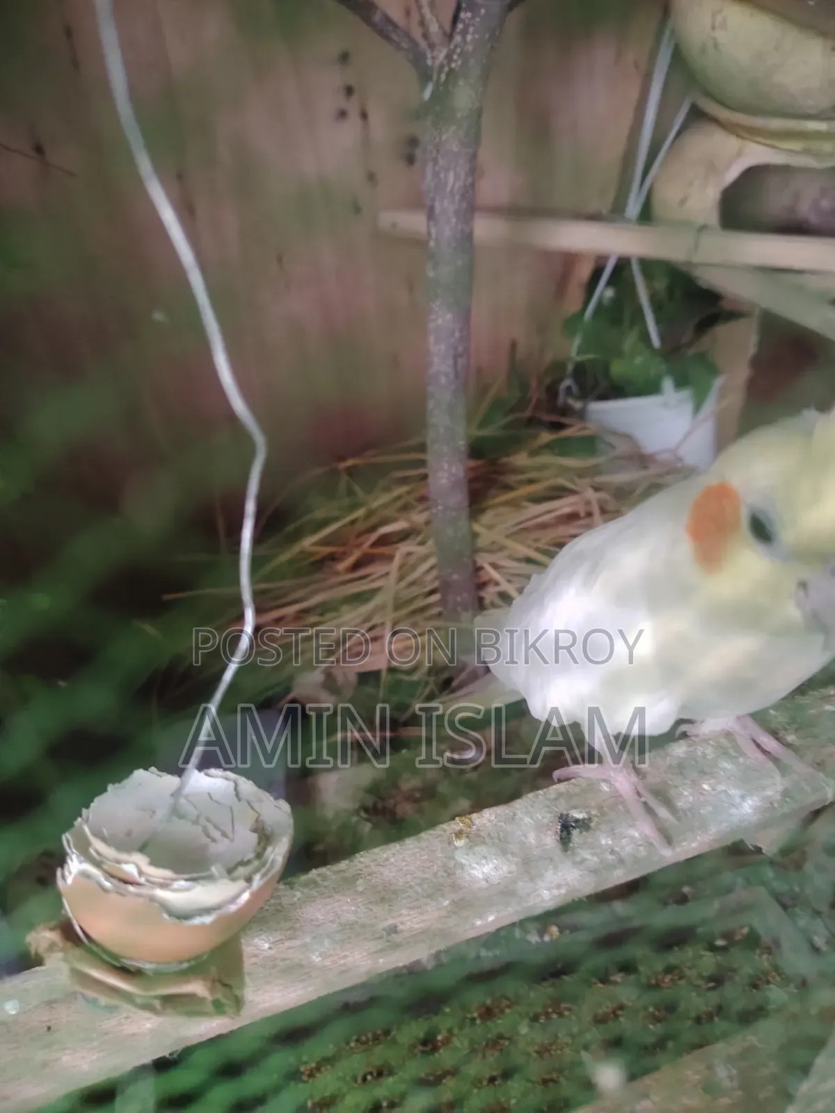 Cockatiel Running Pair