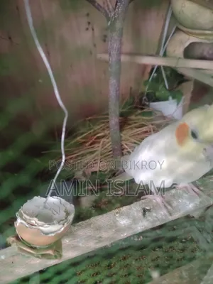 Cockatiel Running Pair