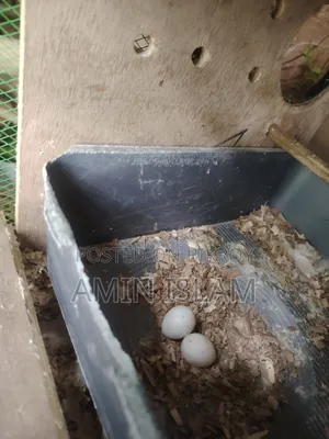 Cockatiel Running Pair