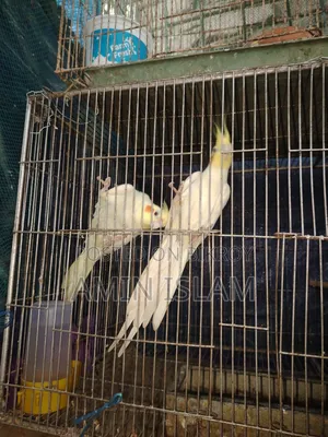 Cockatiel Running Pair