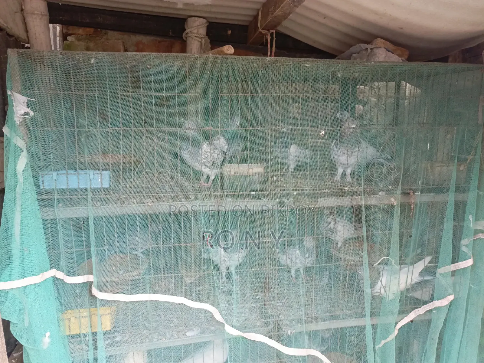 Sell Post Emergency Pigeons