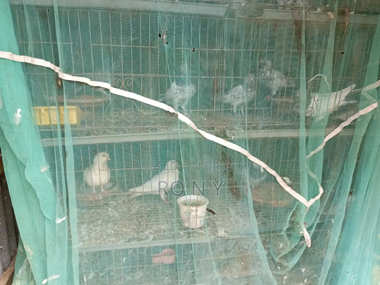 Sell Post Emergency Pigeons