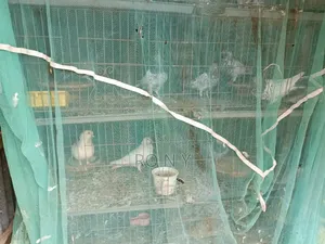 Sell Post Emergency Pigeons