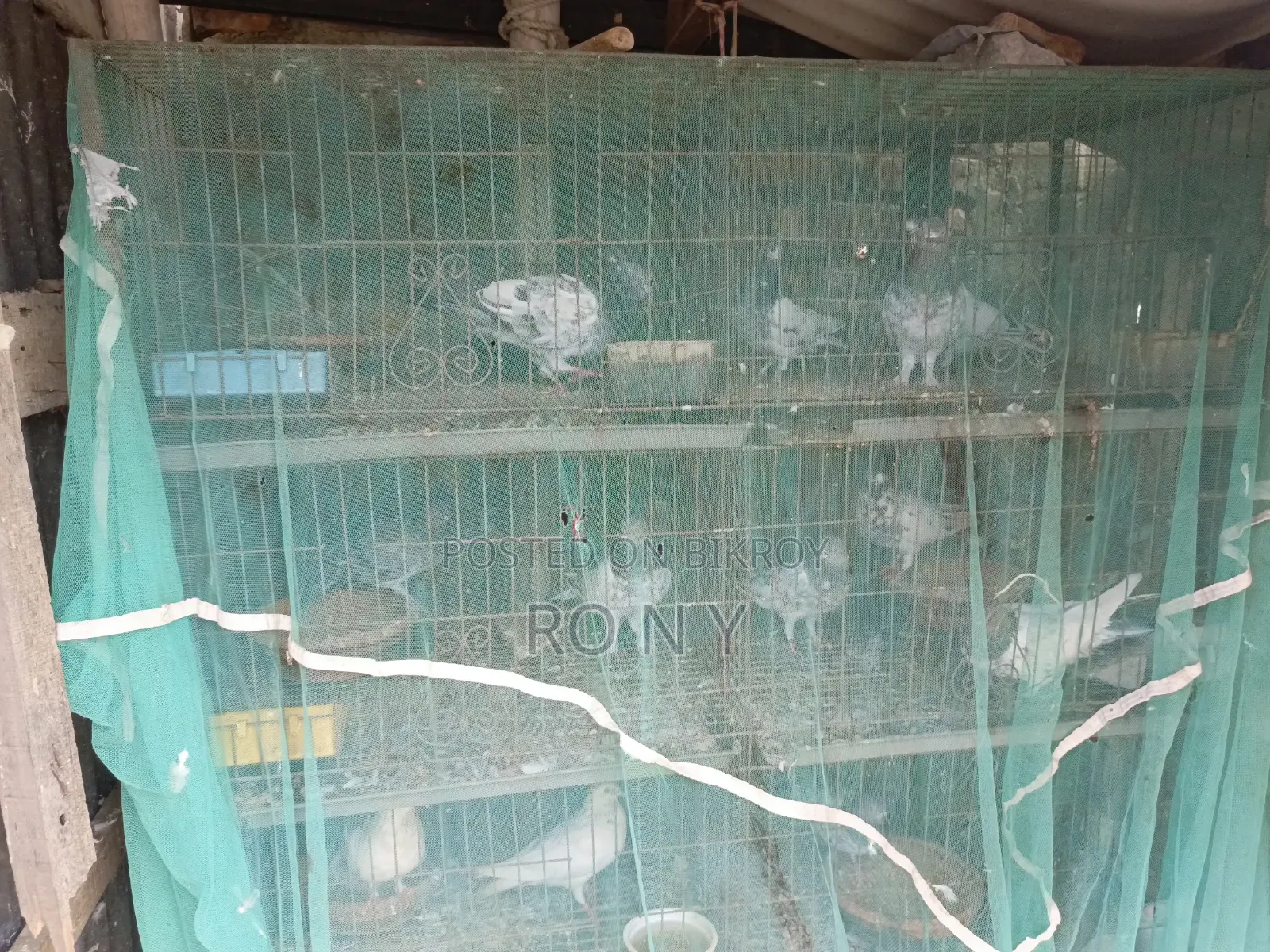 Sell Post Emergency Pigeons