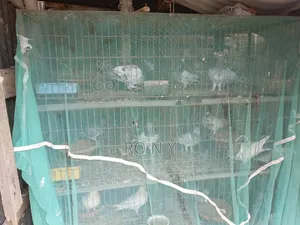 Sell Post Emergency Pigeons