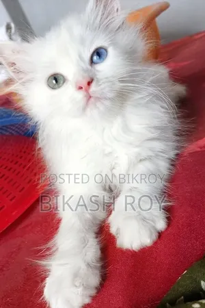 1-3 Months Female Purebred Persian Cat