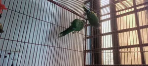 হীরামন টিয়া পাখি বিক্রি হবে