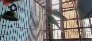 হীরামন টিয়া পাখি বিক্রি হবে