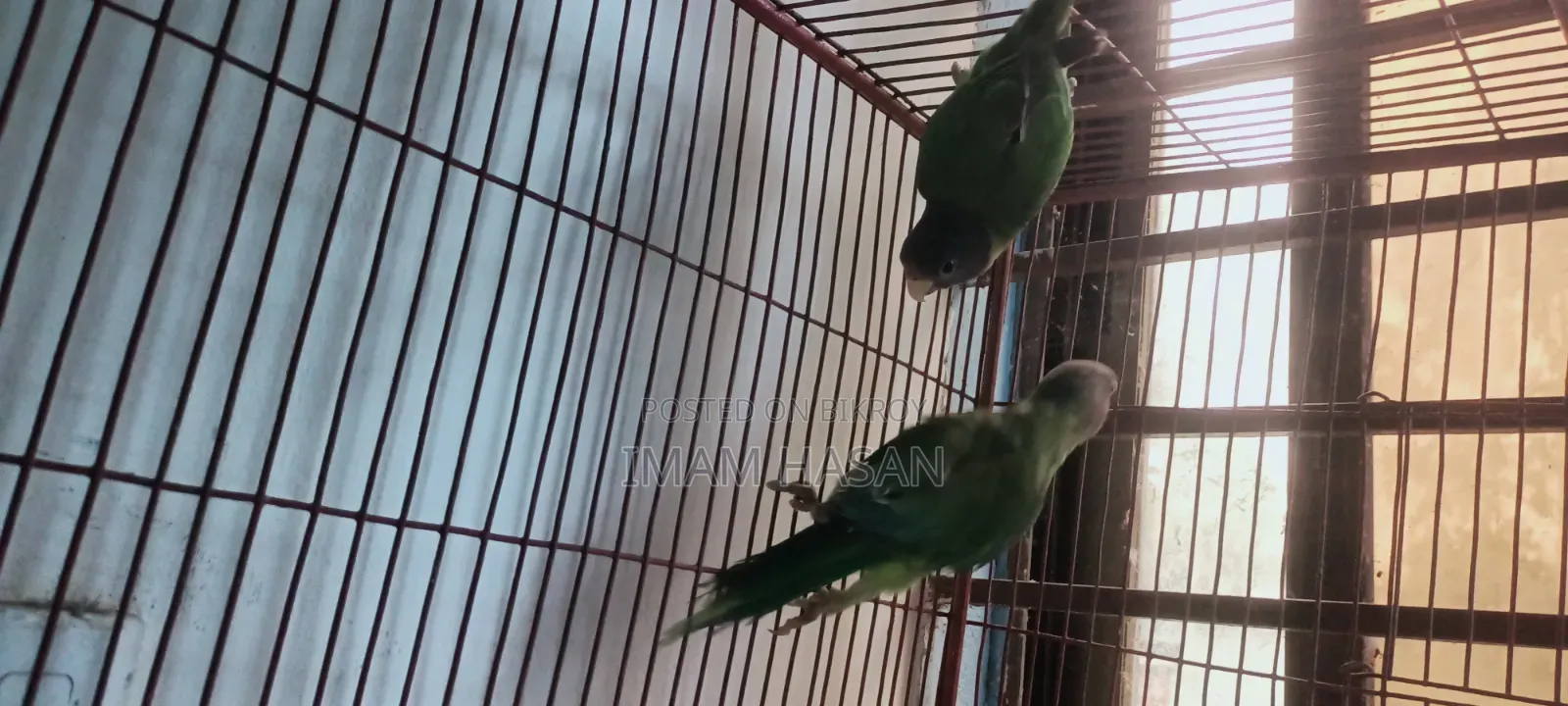 হীরামন টিয়া পাখি বিক্রি হবে