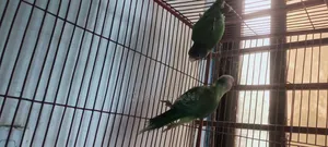 হীরামন টিয়া পাখি বিক্রি হবে