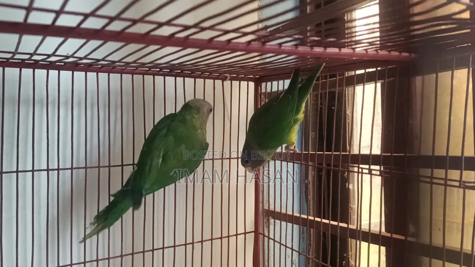 হীরামন টিয়া পাখি বিক্রি হবে