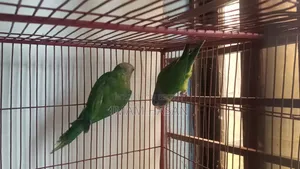 হীরামন টিয়া পাখি বিক্রি হবে