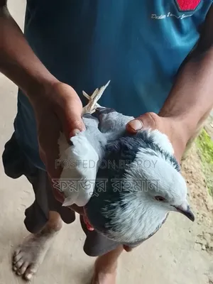 Pigeons for sale