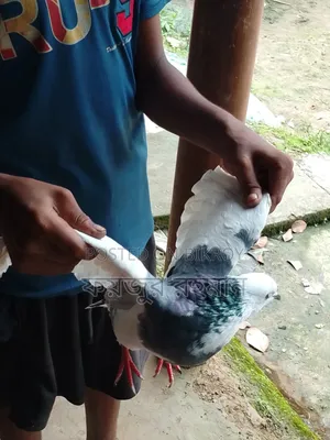 Pigeons for sale