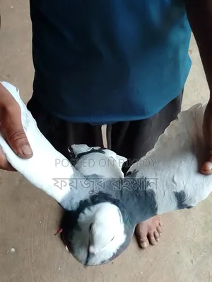Pigeons for sale