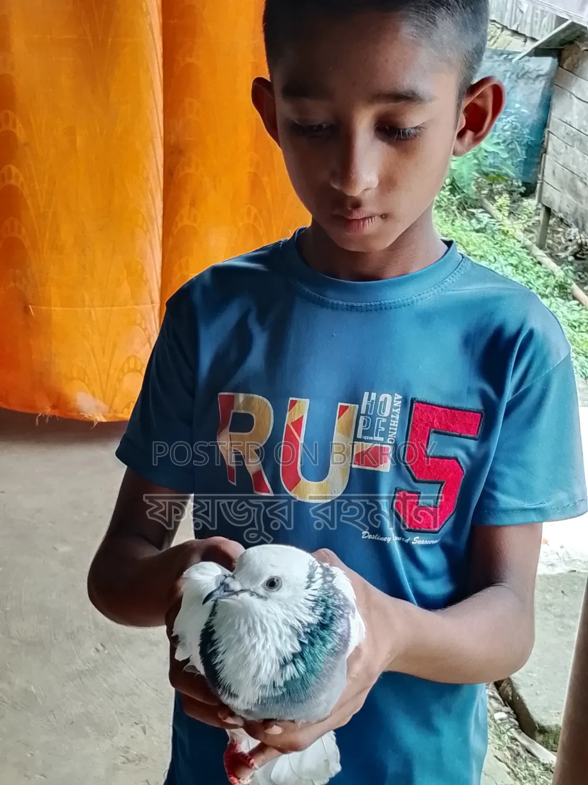 Pigeons for sale