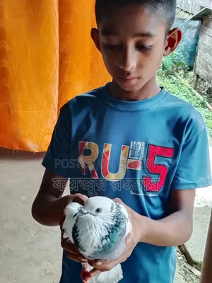 Pigeons for sale