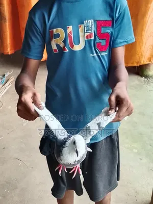 Pigeons for sale