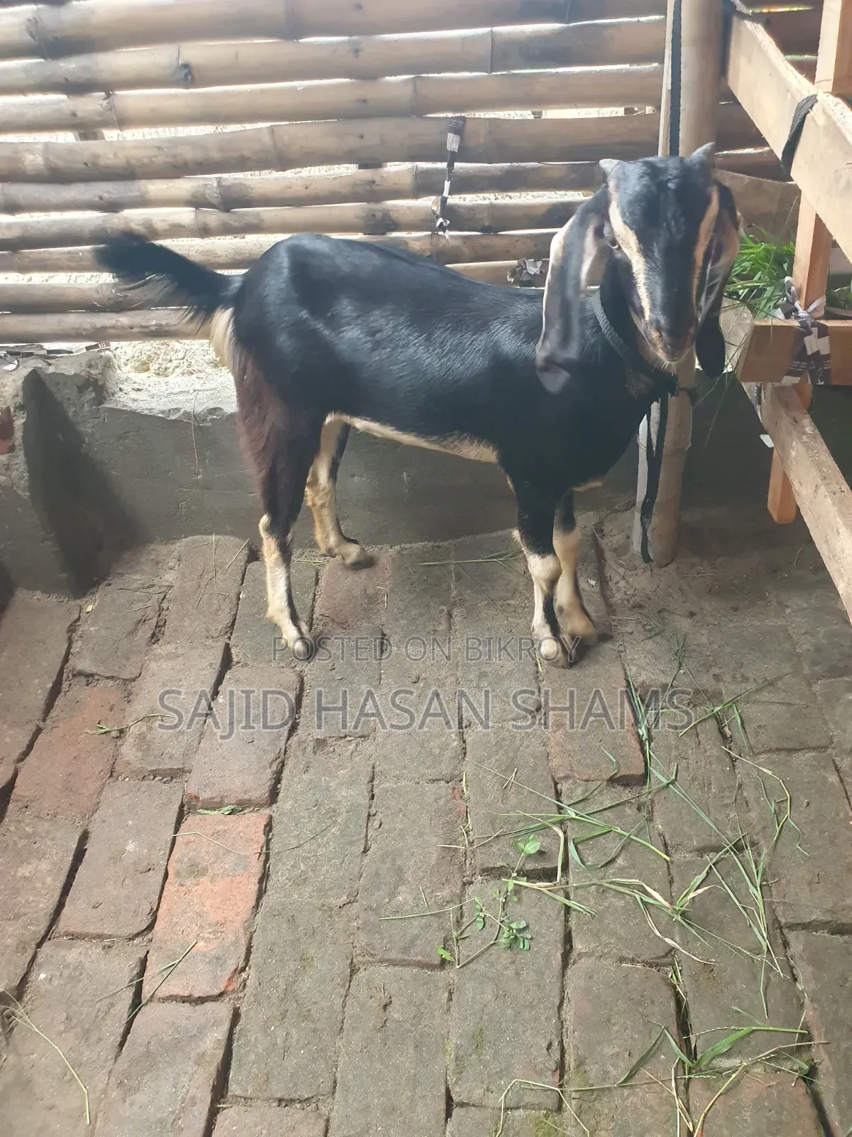 বিক্রির জন্য ২টি সুন্দর খাসি ছাগল | সুস্থ ও ভালো জাত