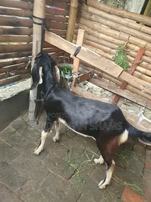 বিক্রির জন্য ২টি সুন্দর খাসি ছাগল | সুস্থ ও ভালো জাত