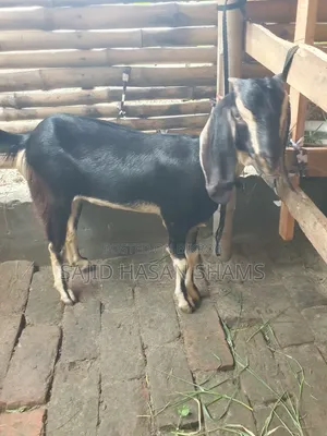 বিক্রির জন্য ২টি সুন্দর খাসি ছাগল | সুস্থ ও ভালো জাত