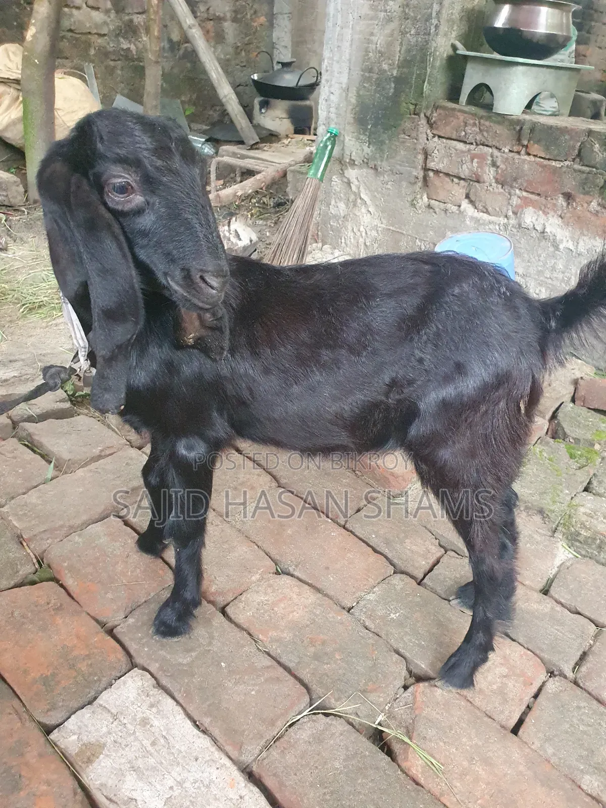 বিক্রির জন্য ২টি সুন্দর খাসি ছাগল | সুস্থ ও ভালো জাত