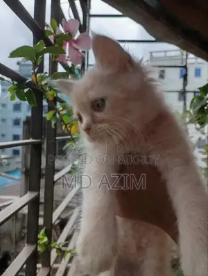 ১-৩ মাস বয়সী ফিমেল খাঁটি জাতের পার্সিয়ান