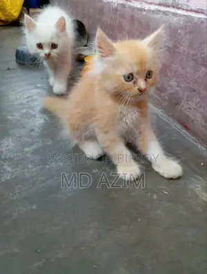 ১-৩ মাস বয়সী ফিমেল খাঁটি জাতের পার্সিয়ান