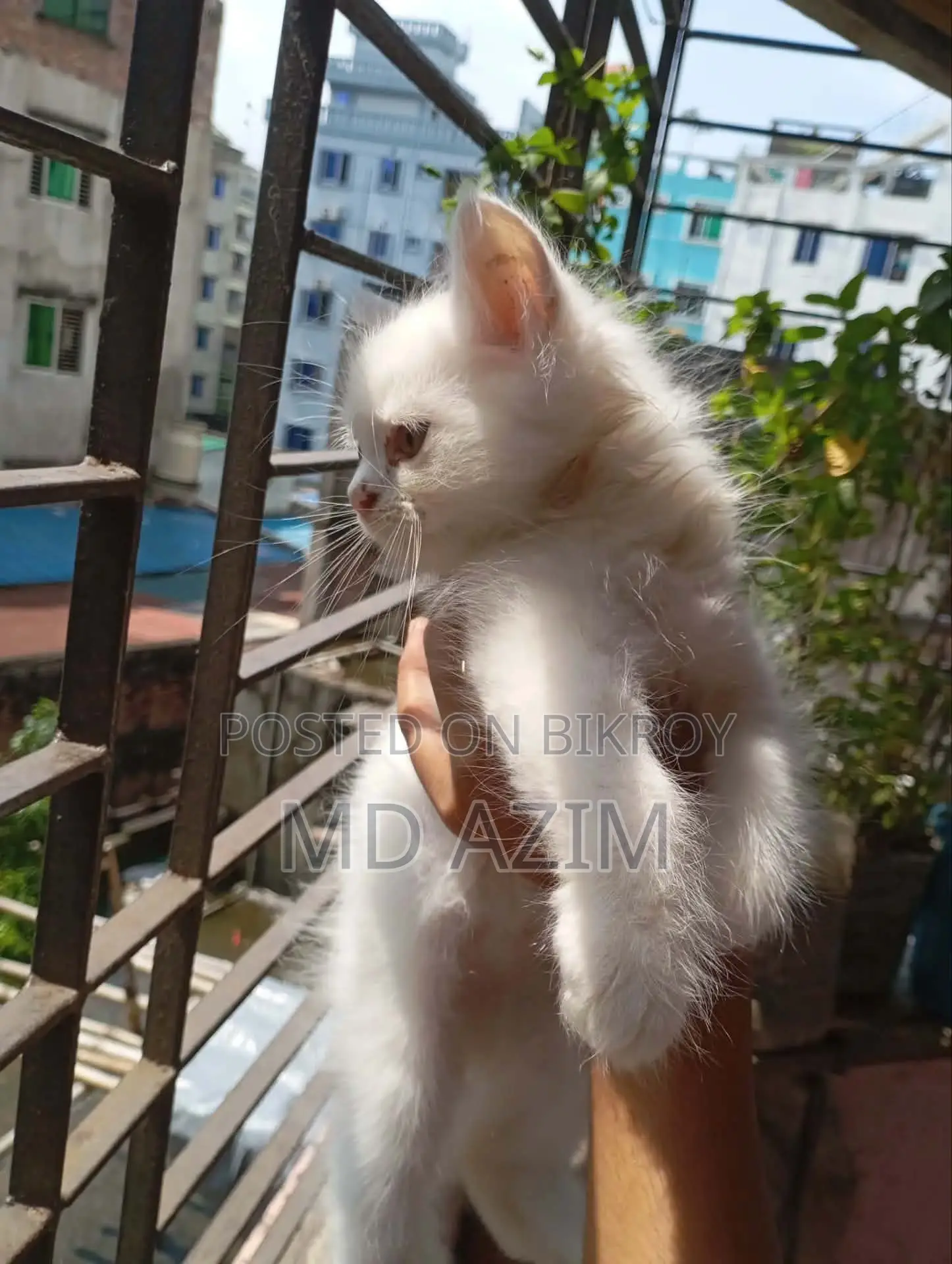 ১-৩ মাস বয়সী ফিমেল খাঁটি জাতের পার্সিয়ান