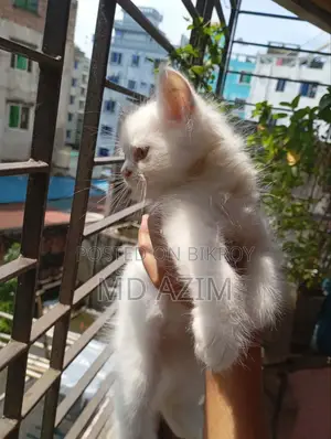 ১-৩ মাস বয়সী ফিমেল খাঁটি জাতের পার্সিয়ান