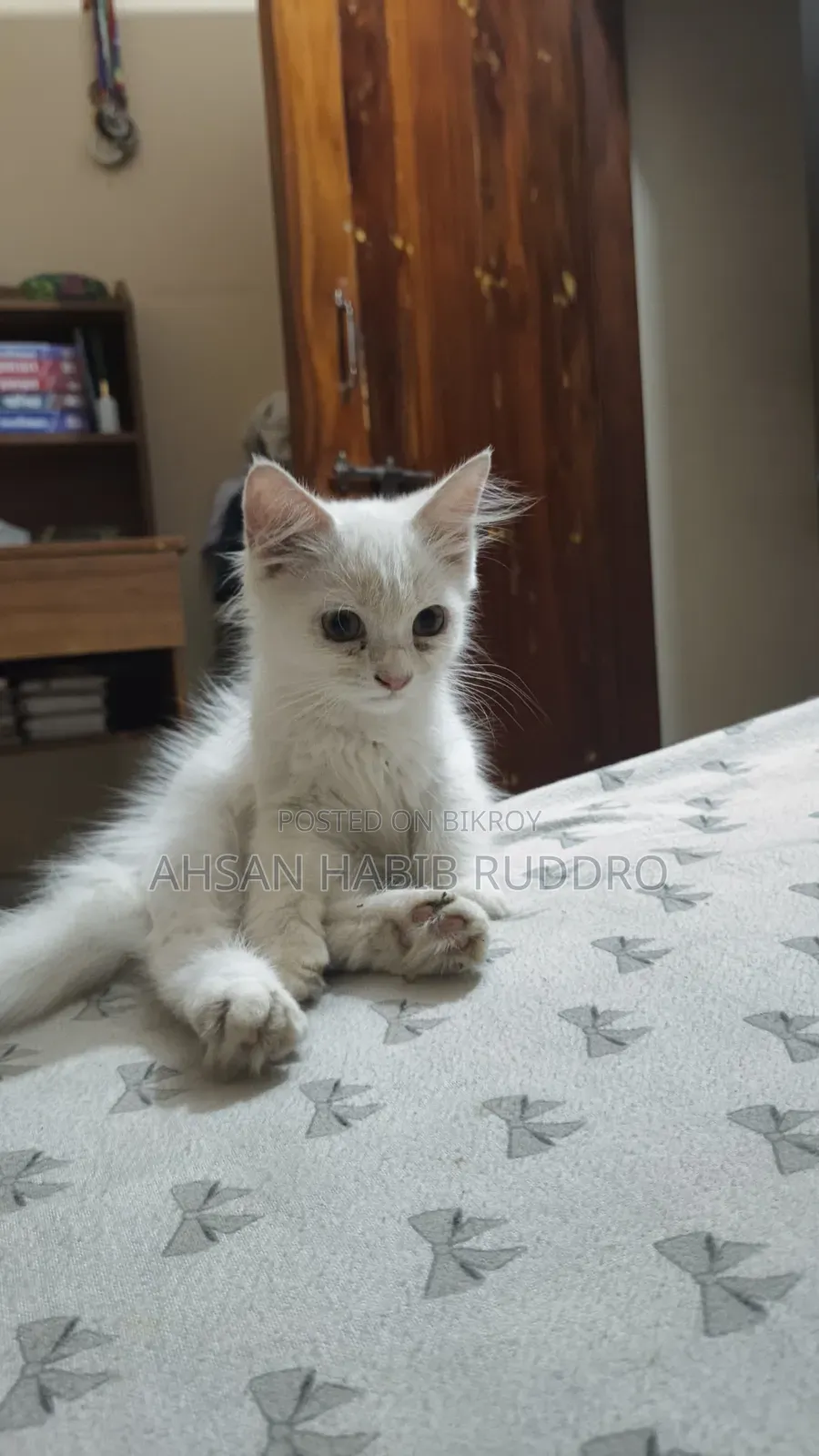 3-6 Months Male Purebred Persian