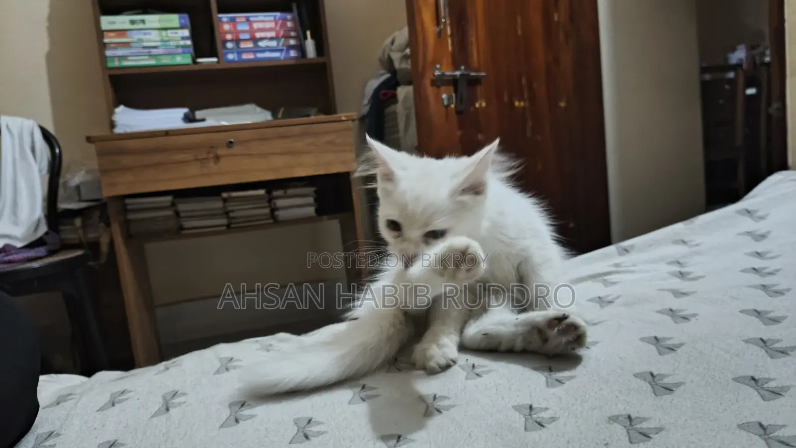 3-6 Months Male Purebred Persian